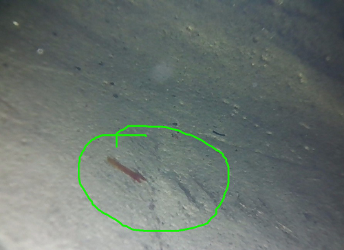 視頻內(nèi)窺鏡具有哪些特點？